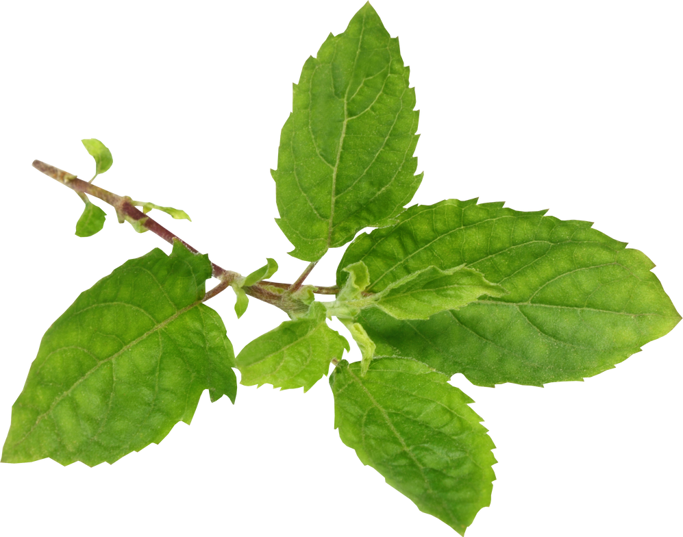 Medicinal Holy Basil or Tulsi Leaves